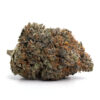 Skunk #1
