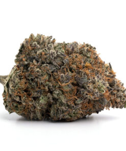 Skunk #1